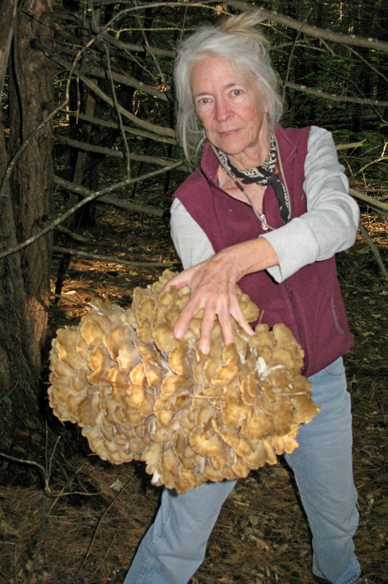 Macrolepiota Procera Parasol
